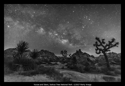 Yuccas And Stars Joshua Tree National Park Marty Knapp