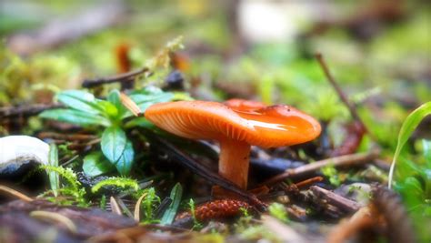 Need Help Identifying Oregon Coast Mushroom Mushroom Hunting And