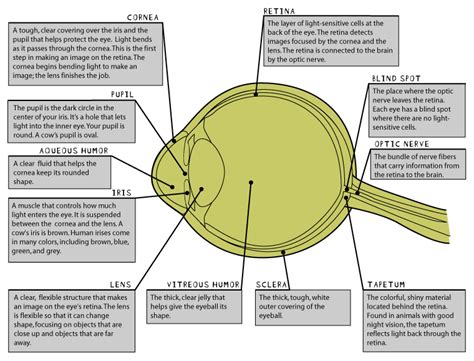 Cows Eye Dissection Eye Diagram Study Study Study Pinterest