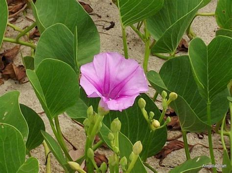 Plantfiles Pictures Ipomoea Species Morning Glory Beach Morning