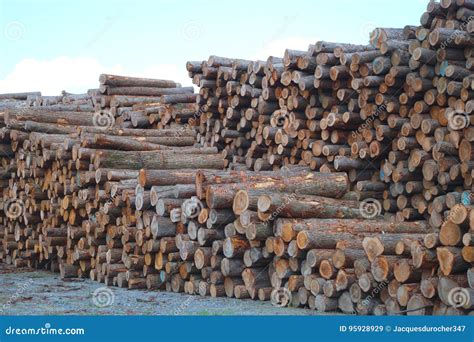 Lumber Yard Business Timber Stacked Forest Industry Environment