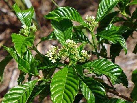 Floridas Wild Coffee Plant Offbeet