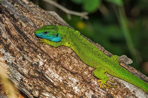 14 ejemplos de animales que respiran por la piel. Буква Я задания для дошкольников с картинками