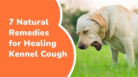 7 Natural Remedies For Healing Kennel Cough