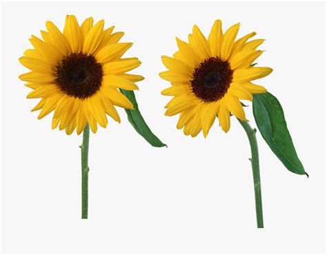 Free Free 152 Clipart Sunflower Free SVG PNG EPS DXF File