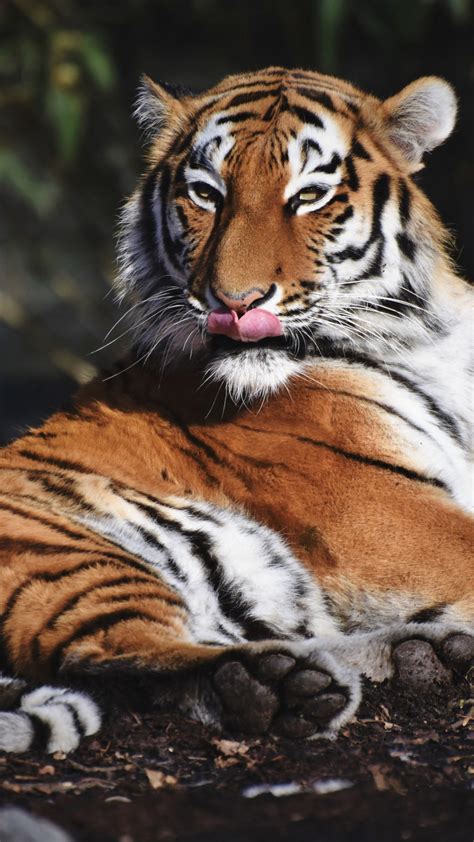Siberian Tiger Wallpaper 4k Predator Big Cat Carnivore