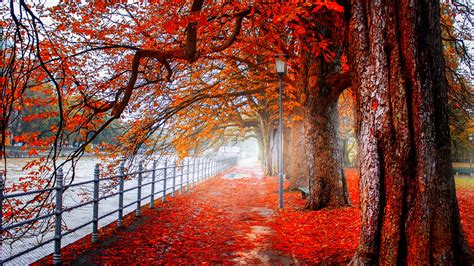 Outono Folha Árvore And Orange Color 4k Ultra Papel De Parede Hd