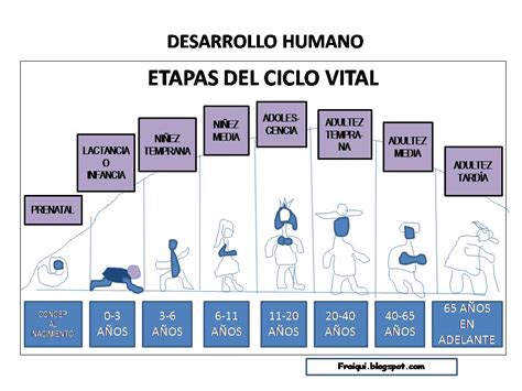 Desarrollo Humano Ii Etapas Del Ciclo Vital