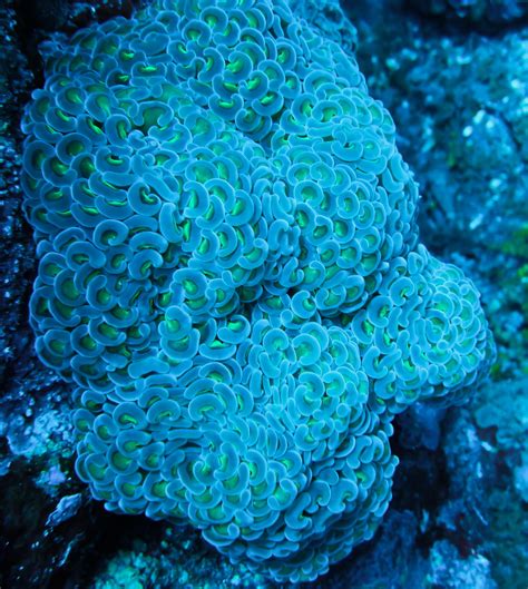 Noaa Coral Reef Ecosystem Division Mission Blog Next Stop Asuncion