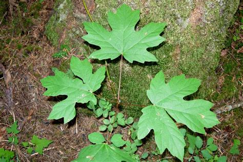 Poison Oak Pictures To Help You Id This Plant