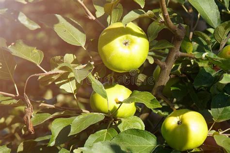 Fruits Of An Apple Tree Under The Rays Of The Sun Stock Photo Image