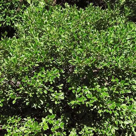 Southern Gentleman Winterberry Holly For Sale The Tree Center
