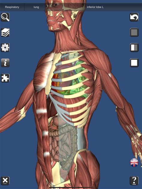 Anatomy Learning App Anatomical Charts And Posters