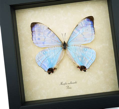 Mother Of Pearl Butterfly Morpho Sulkowski Framed Taxidermy