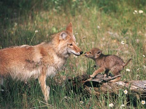 Coyote Pups With Mother