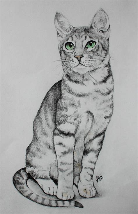 Pencil Drawing Cat Pencil Drawing Of My Brothers Cat Tom