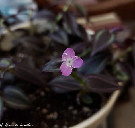 Tradescantia zebrina, tradescantia fluminensis, and tradescantia. Tradescantia Zebrina or Wandering Dude houseplant care