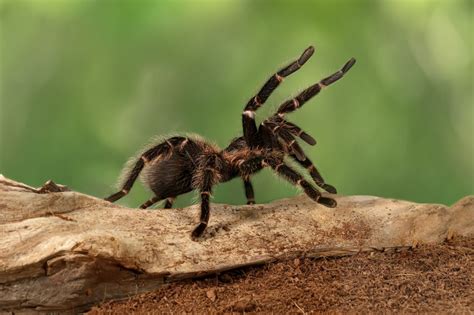 Thousands Of Tarantulas To Descend Upon Colorado In Search For Mates