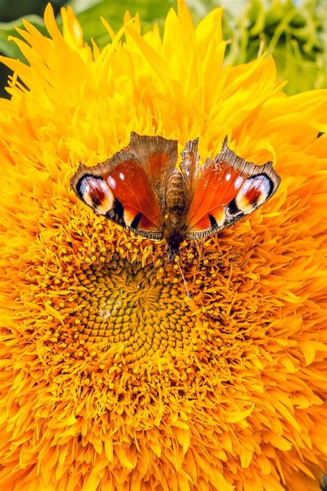 Large Yellow Sunflower With A Red Butterfly In The Sun Botanical