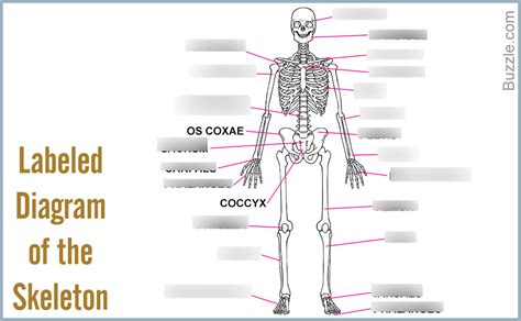 Bones Of The Human Body Diagram Diagram Quizlet