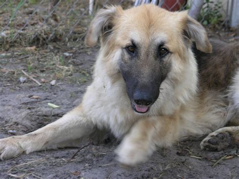 Golden Shepherd Golden Shepherd Pinterest Dog Breeds Dog And