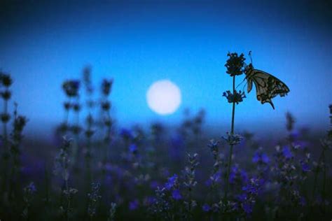 15 Must See Night Blooming Flowers Bob Vila