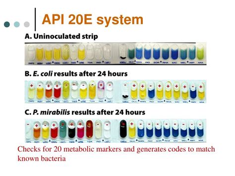 Ppt Clinical Microbiology Powerpoint Presentation Free Download Id