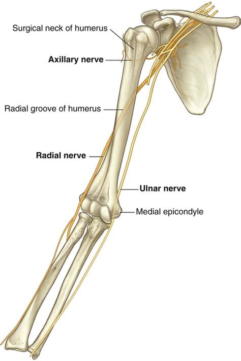 Humerus Fracture Axillary Nerve