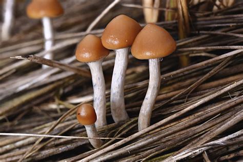 Psilocybe Azurescens The Blue Angel Identification Trip Effects And Potency