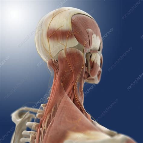 Neck Muscles And Nerves Artwork Stock Image C Science