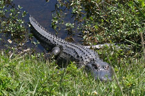 They're very good at swimming and accelerating within short. Orlando Wetlands - Alligators