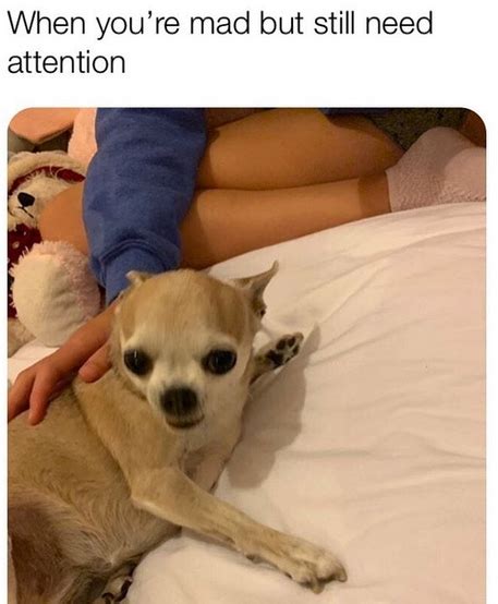 14 Funny Chihuahua Memes That Will Make You Laugh Page 3 Of 3 Petpress
