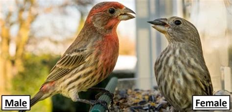 13 Types Of Finches Found In California Id Guide Bird Watching Hq