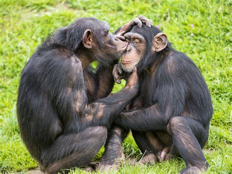 Young Chimps Taking Care Of Each Other Funny Interaction P Flickr