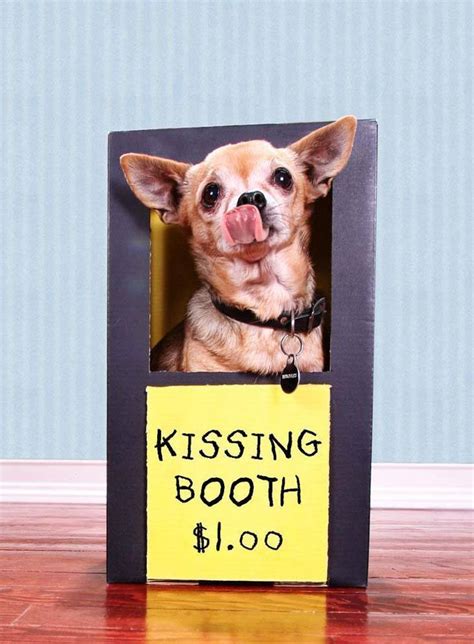 Funny Chihuahua Names For Your Male Or Female