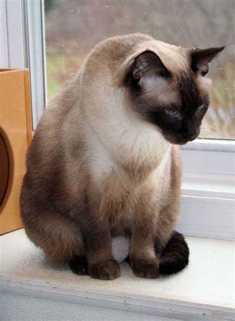 Siamese Cat Health Problems Cats Types