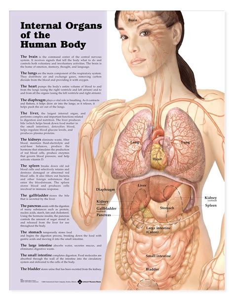 The circulatory system includes the heart, veins and arteries. Internal Organs of the Human Body Chart | Organs Poster