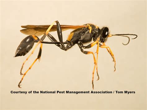 Red wasps, like their name implies, are red. Stinging Insect Pest Guide: Types of Stinging Insects