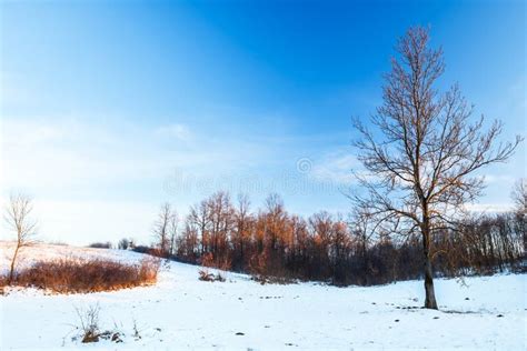 Winter Landscape On A Sunny Day In The Hills Stock Image Image Of