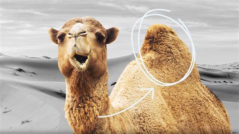 do camels store water in their humps britannica