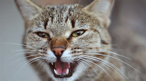 If there is no picture in this collection that you like, also look at other collections of backgrounds on our site. Download Wallpaper 1920x1080 cat, face, screaming, eyes, fear Full HD 1080p HD Background
