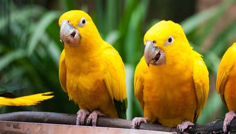 Top 10 Rarest Pet Birds Meet The Most Exotic Avian Creatures