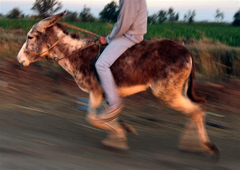 Jumping Donkey Leaps To Fame In Egyptian Village