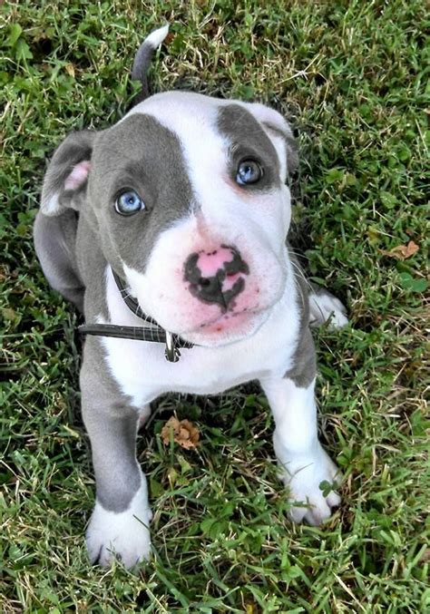 Blue Fawn Pitbull Puppies Bulu Puppie
