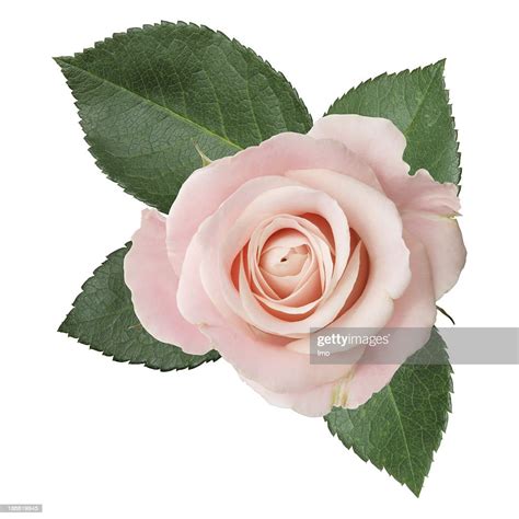 Pink Rose Isolated High Res Stock Photo Getty Images