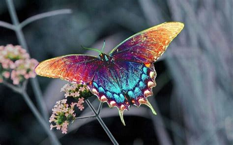 Colourful Butterfly Most Beautiful Butterfly Beautiful Butterflies