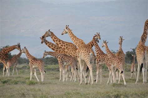 Giraffes May Be As Socially Complex As Chimps And Elephants The New