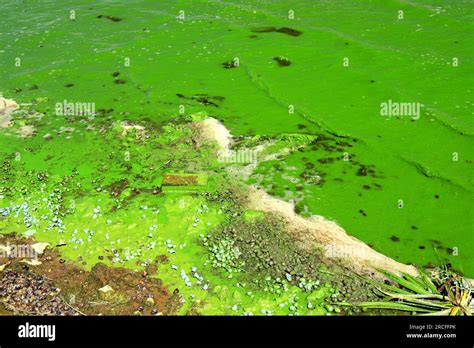 Water Pollution By Blooming Blue Green Algae Is World Environmental