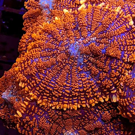 Orange Rhodactis Mushroom Rhodatis Inchoata The Reef Farm