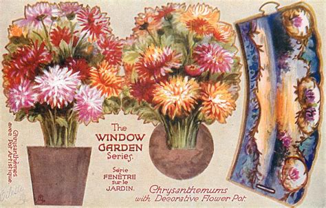 Chrysanthemums Tuckdb Postcards